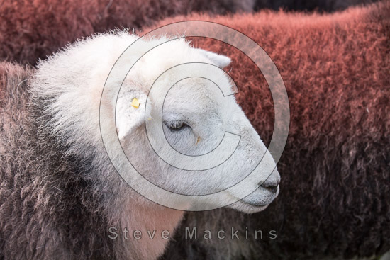 Port Carlisle Valley Lakeland Sheep