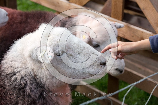 Ullock Pike Valley Herdwick Sheep