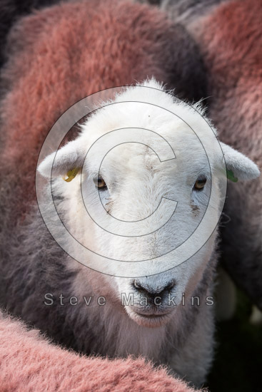 Silver How Field Herdwick Sheep