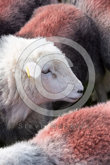 Pillar Valley Herdwick Sheep