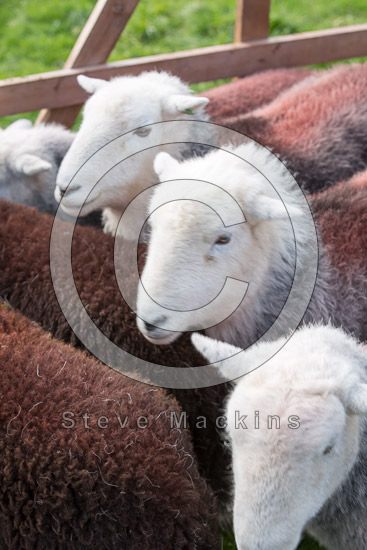 Lamplugh Farm Herdwick Sheep