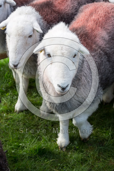 Holme Fell Lakeland Sheep