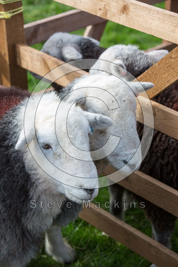 Cleator Moor Herdwick Sheep