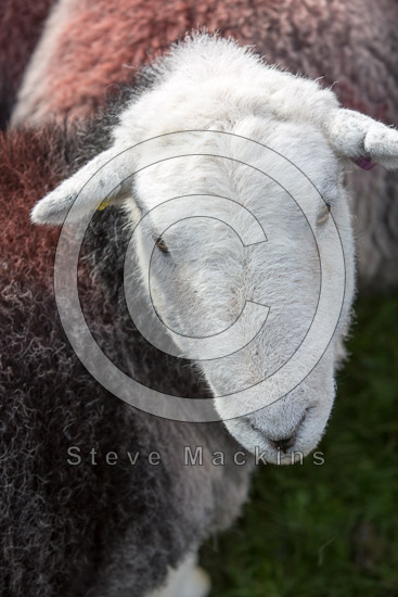 Maulds Meaburn Farm Lake district Sheep