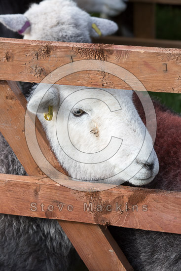 Longlands Fell Field Herdwick Sheep