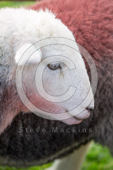 Blea Rigg Farm Lakeland Sheep