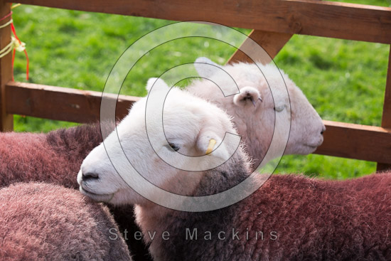 Swinside Field Herdwick Sheep