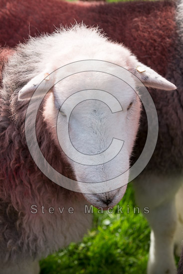 Bakestall Field Herdwick Sheep