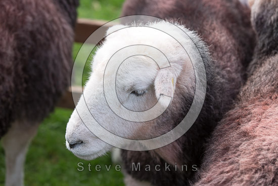 Wreay (Carlisle) Field Lakeland Sheep