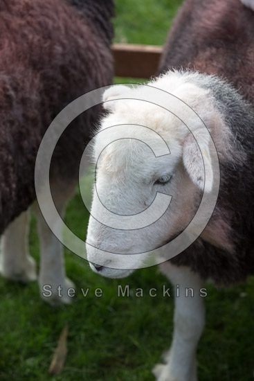 Bromfield Field Herdwick Sheep