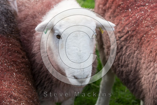 Fleetwith Pike Valley Herdwick Sheep