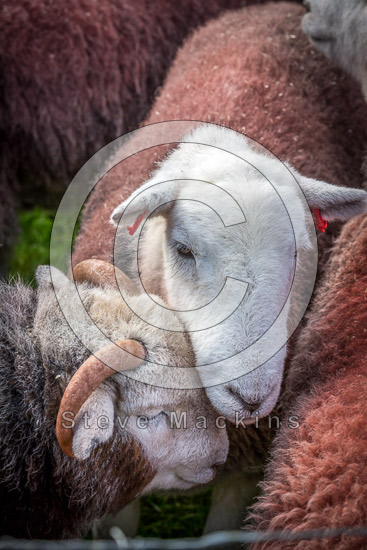 Gowbarrow Fell Valley Lakeland Sheep