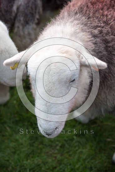 Whitbeck Valley Lake district Sheep