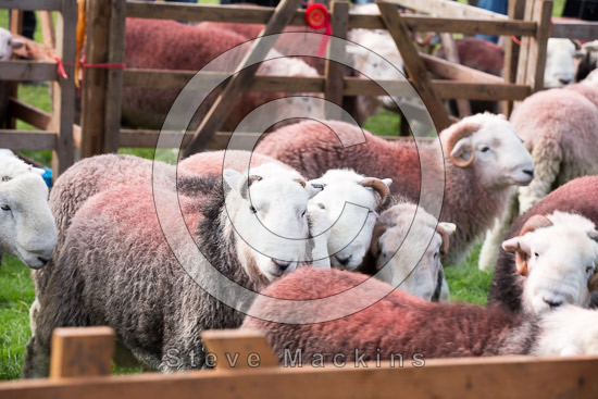 Ireby Field Lake district Sheep