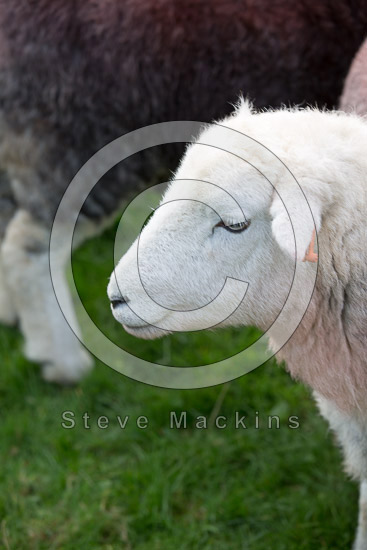 Cartmel Fell Valley Lakeland Sheep