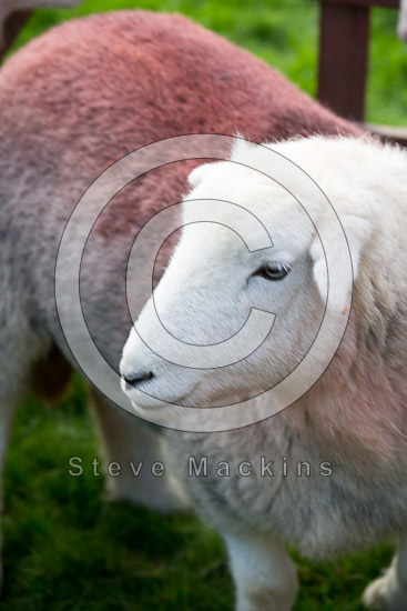 Hale Herdwick Sheep