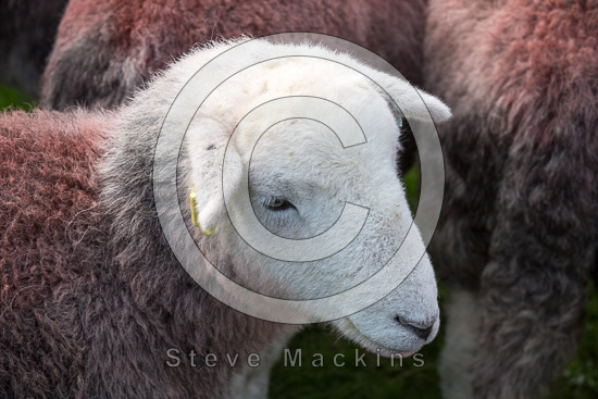 Stonethwaite Farm Lakeland Sheep