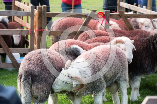 Plumpton (Penrith) Farm Lake district Sheep