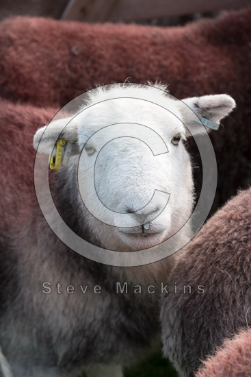 Grey Crag Farm Lakeland Sheep