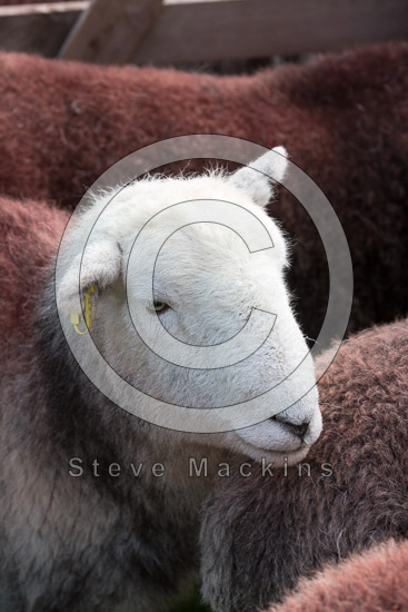 Cumdivock Valley Lake district Sheep