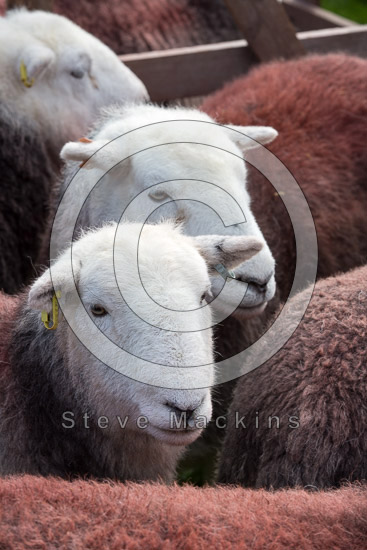 Lake District Valley Lake district Sheep