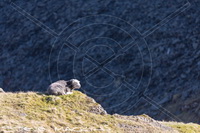 Herdwick Sheep Oil Painting, Lakeland Sheep, Scar Crags, Hesket Newmarket, Broughton in Furness, Herdwick Art, Pike of Blisco, Eagle Crag, Herdwick Drawings, Dow Crag, Pooley Bridge, Little Hart Crag, Old Hutton, Kirkland (Penrith), Little Asby, Herdwick Company, Moresby, Drumburgh, High Raise, High Seat, Grange Fell, Great Musgrave, Herdwick Sheep, Herdwick, High Crag,  Lake District, Cumbria.
