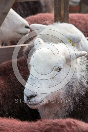 Ponsonby Farm Herdwick Sheep