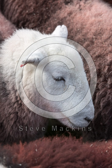 Coniston Herdwick Sheep
