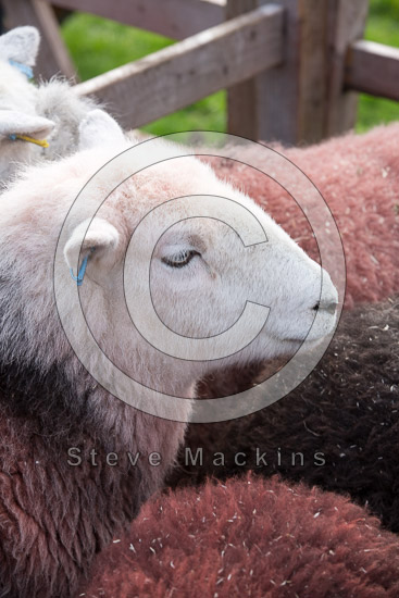 Brougham Field Lake district Sheep