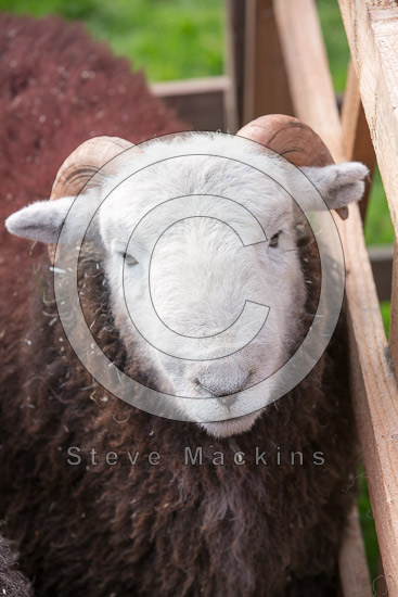 Gleaston Valley Herdwick Sheep