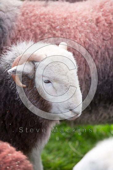Haverigg Valley Lake district Sheep