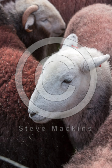 Knott, The Valley Herdwick Sheep