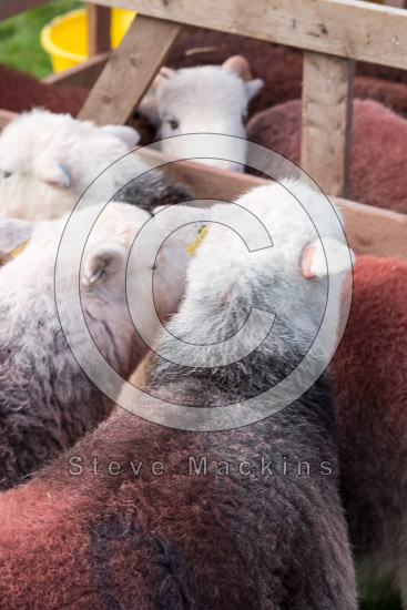 Starling Dodd Lakeland Sheep