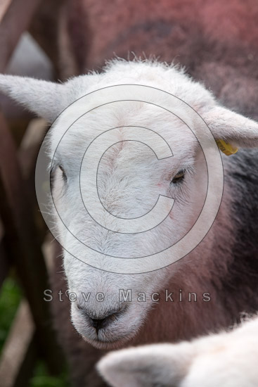 Hindscarth Lake district Sheep
