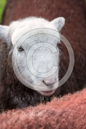 Great Carrs Herdwick Sheep