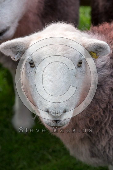 Graystones Field Herdwick Sheep