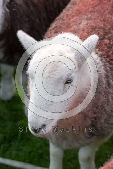 Ullscarf Valley Lakeland Sheep