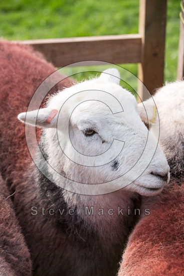 Grike Valley Lake district Sheep