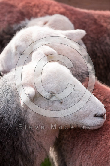 Boltongate Field Herdwick Sheep