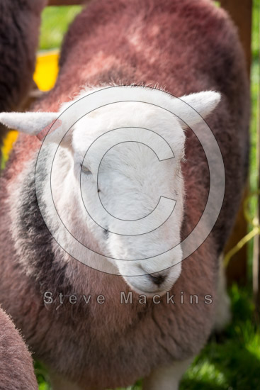 Barrow Lakeland Sheep