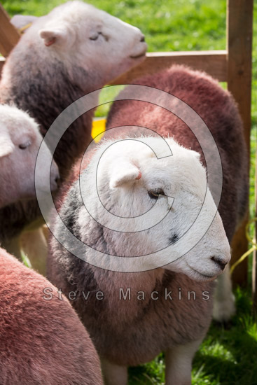 Roosebeck Lake district Sheep