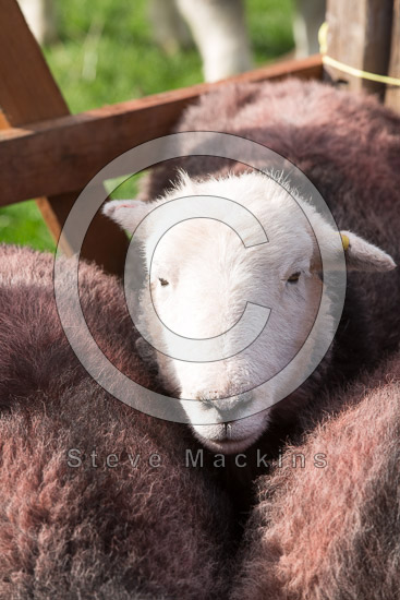 Angletarn Pikes Lakeland Sheep