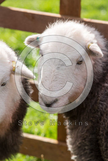 Sandwith Lakeland Sheep