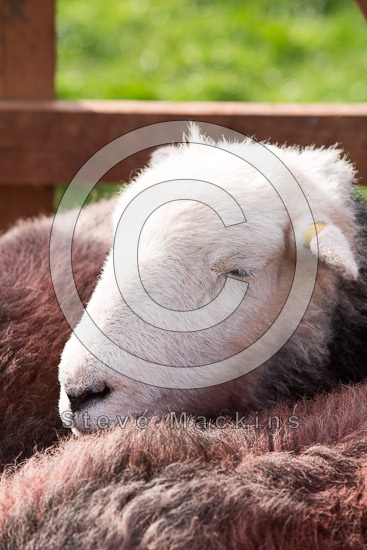 Skiddaw Lakeland Sheep