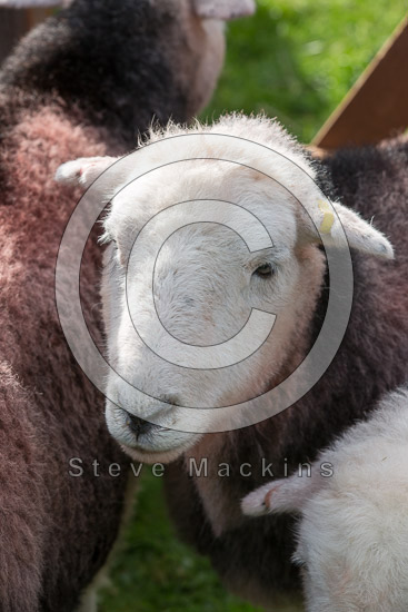 Lazonby Field Lakeland Sheep