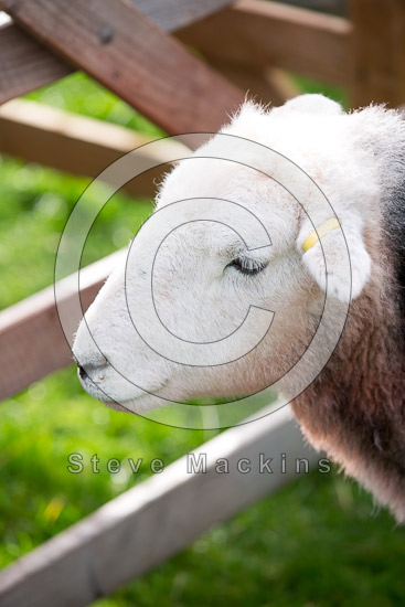 Bowness-on-Solway Farm Lakeland Sheep