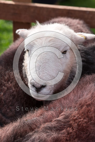 Hart Side Farm Herdwick Sheep