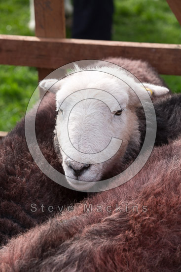 Westward Farm Lake district Sheep