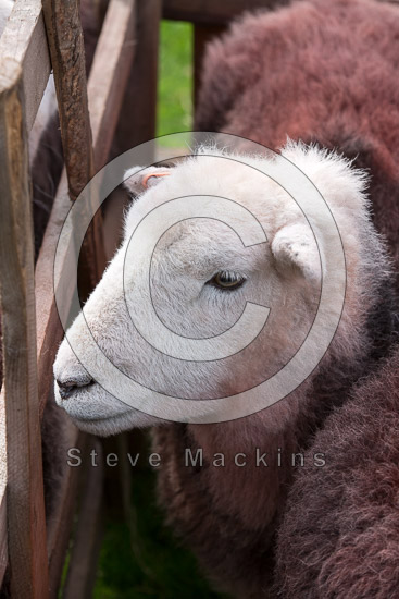 High Pike (Caldbeck) Farm Lakeland Sheep