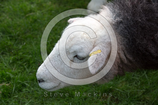 Kirkbride Farm Herdwick Sheep